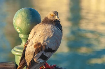 Closeup shot of a rock pigeon (Columba livia) perched on a wooden railing on a blurred background