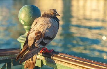 Closeup shot of a rock pigeon (Columba livia) perched on a wooden railing on a blurred background