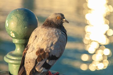Closeup shot of a rock pigeon (Columba livia) perched on a wooden railing on a blurred background