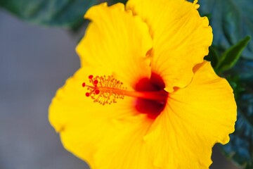 Close-up shot of a Yellow hibiscus blooming in a garden