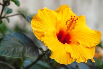 Close-up shot of a Yellow hibiscus blooming in a garden