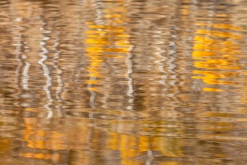 Artistic view of reflections of the fall foliage on the water surface - perfect wallpaper