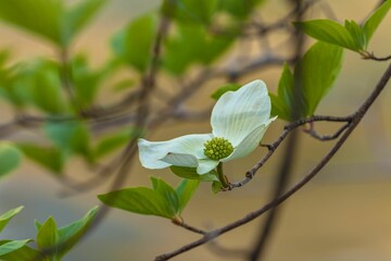 Delicate Pacific dogwood flower blooming in the garden