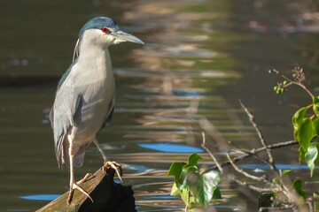 Black-crowned night heron perched on a wood