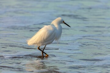 Beautiful view of a unique snowy egret in the ocean