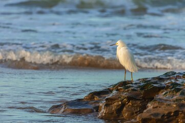 Beautiful view of a unique snowy egret near the ocean