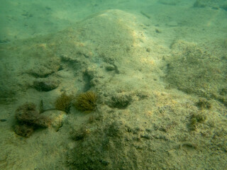 Vista subacquea del mare con pietre e alghe