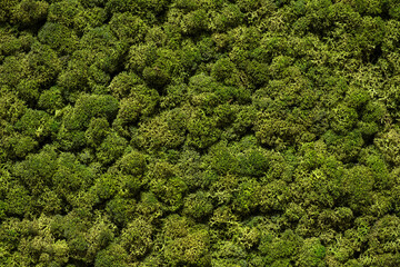 Moss background and wallpaper, green reindeer moss on inside wall of office.