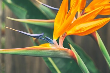 Closeup shot of bird of paradise flowers in the blurred background.