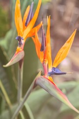 Fototapeta na wymiar Closeup shot of bird of paradise flowers in the blurred background.