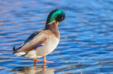 Closeup shot of a single white and brown duck with a green head on the water.
