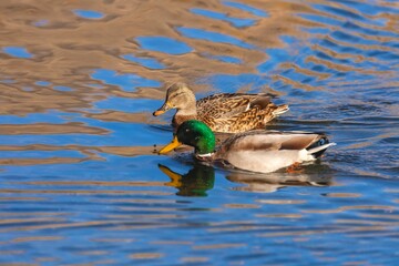 Beautiful male and female mallards (Anas platyrhynchos) swimming in a calm lake