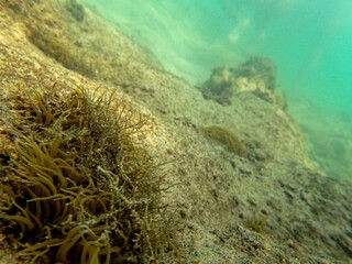 Vista subacquea del fondale marino con coralli e alghe © bellux