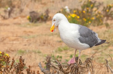 Close-up of a Western gull (Larus occidentalis) perched on a tree