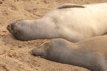 Colony of Northern elephant seals (Mirounga angustirostris) resting on the shore