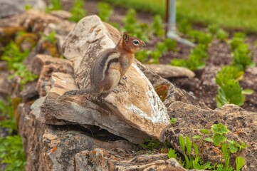 Golden-mantled ground squirrel (Callospermophilus lateralis) resting on a rock