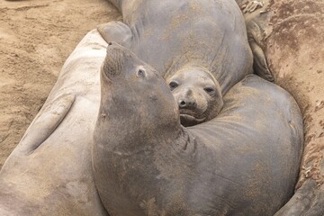 Naklejka premium Close-up of a northern elephant seals (Mirounga angustirostris) resting on the beach
