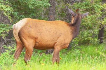 Female elk(Cervus canadensis) grazing in the pasture