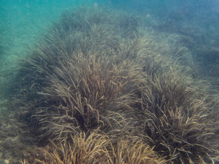 Vista subacquea di fanerogame che crescono nel mare.