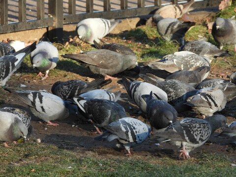 Flock of pigeons eating on the ground