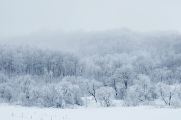 Beautiful winter landscape with white trees in the forest.