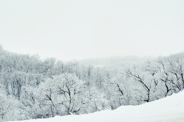 Scenic view of a rural forest landscape in winter covered in white snow