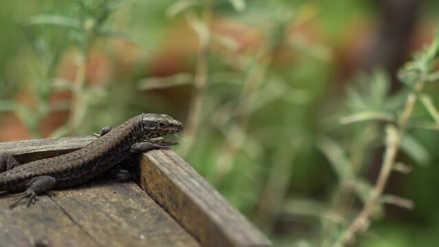 Cute lizard basking in the sun. Podarcis muralis, common garden reptile. Wall lizard, Lacertidae family. Close-up of small animal peeking out of den in spring. 4k 50fps macro stock footage.
