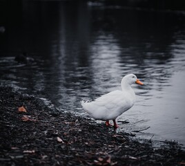 Closeup of an American Pekin standing near a lake on a gloomy day