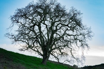 Growing tree in field