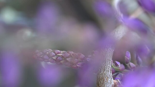 Lilac flower with white wall background and space for text. Wisteria spring flower blooming in the garden. Wisteria chinensis. Lilac flower movement with wind.