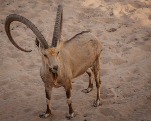 Alpine ibex walking on desert sandy dunes