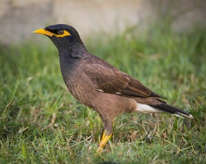 Fototapeta premium Myna black bird walking on grass land in the park
