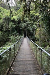 Obraz premium Vertical shot of a long metal bridge in a forest