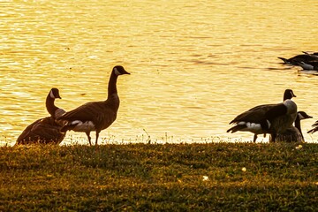 Beautiful shot of Geese near the river at the golden hour