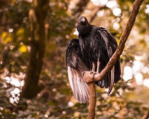 Close-up shot of a black vulture sitting on a branch with a blurred background