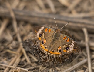 Closeup of a beautiful common buckeye butterfly