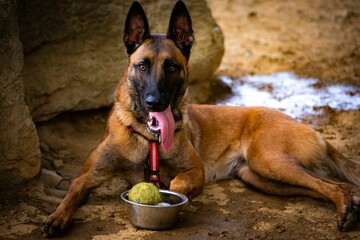 Beautiful Belgian Shepherd dog lying on the ground and showing its tongue