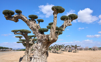 very old, specially designed Olive trees at the spanish Costa Blanca near Alicante