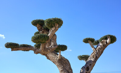 very old, specially designed Olive trees at the spanish Costa Blanca near Alicante