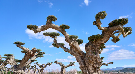 very old, specially designed Olive trees at the spanish Costa Blanca near Alicante