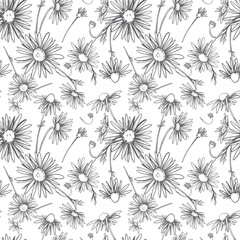 Daisies on white background, seamless pattern. Wildflowers in line design, vector. Clipart of textile, wallpaper, packaging.