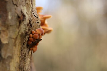 funghi fra la corteccia di un albero