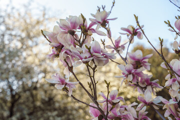 Flower magnolia blossoms on green grass background.