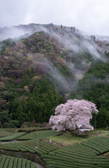 茶畑に咲く桜　静岡県
