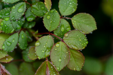 雨に濡れた葉っぱ