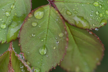 雨に濡れた葉っぱ