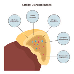 Adrenal cortex hormones. Human endocrine system gland on the top © inspiring.team