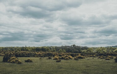 Landscape of a field with green trees in the background under a cloudy sky.
