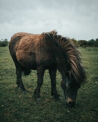 Image of a horse eating grass from the ground under the cloudy sky.