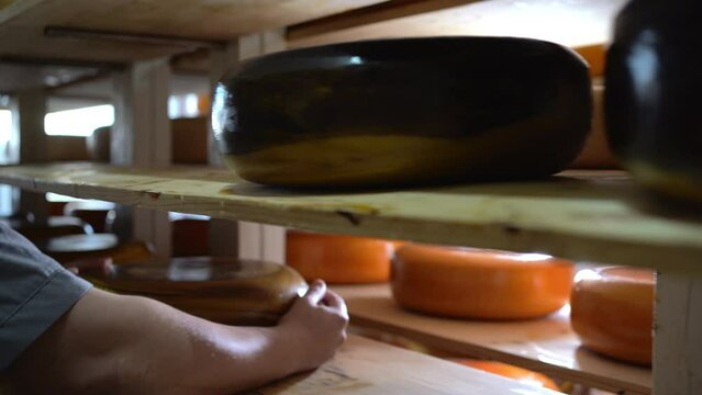 Man holding cheese wheel at the cheese storage during the aging process, change shelf space. Close-up view